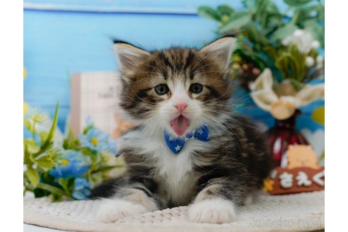 成約済の神奈川県のノルウェージャンフォレストキャット-104044の9枚目