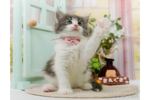 成約済の神奈川県のノルウェージャンフォレストキャット-104045の6枚目