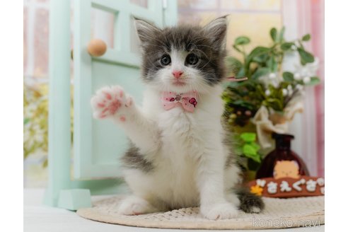 成約済の神奈川県のノルウェージャンフォレストキャット-104045の4枚目