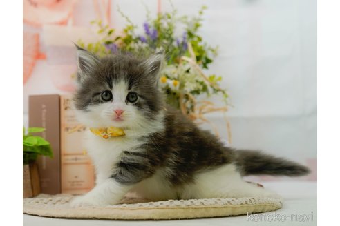 成約済の神奈川県のノルウェージャンフォレストキャット-104046の18枚目