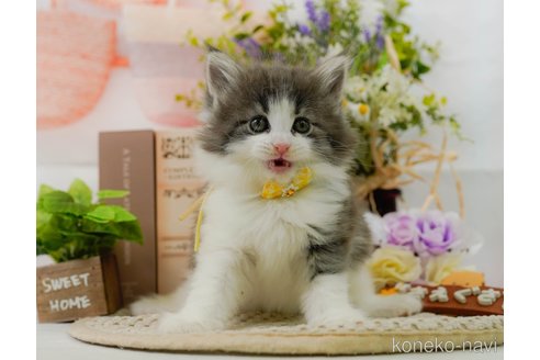 成約済の神奈川県のノルウェージャンフォレストキャット-104046の11枚目