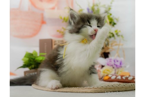 成約済の神奈川県のノルウェージャンフォレストキャット-104046の5枚目