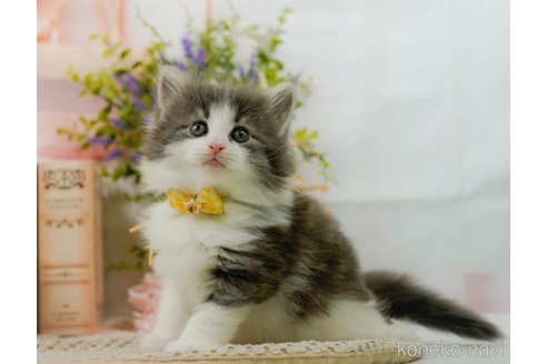 成約済の神奈川県のノルウェージャンフォレストキャット-104046の1枚目