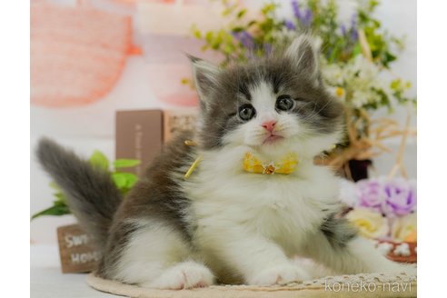 成約済の神奈川県のノルウェージャンフォレストキャット-104046の3枚目
