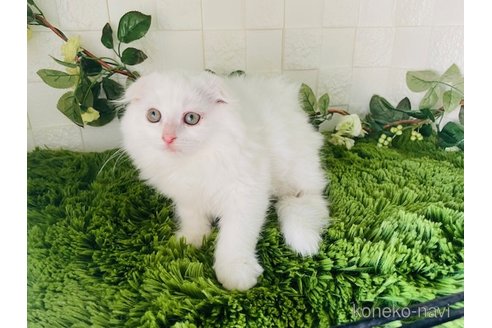販売中の埼玉県のスコティッシュフォールド(折れ耳)-104047の3枚目