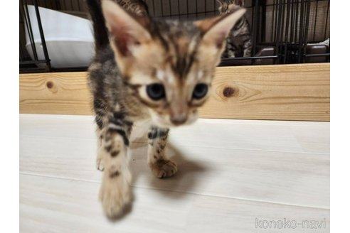 成約済の神奈川県のベンガル-104056の2枚目