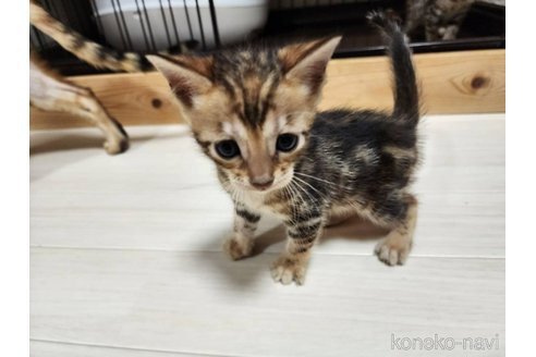 成約済の神奈川県のベンガル-104056の1枚目