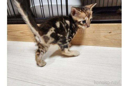 成約済の神奈川県のベンガル-104056の4枚目