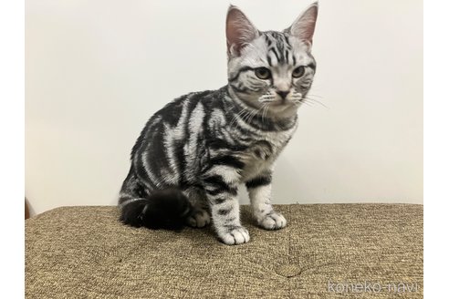 アメリカンショートヘア【愛知県・男の子・2024年11月5日・シルバータビー&ホワイト】猫 専門サロン🛁5周年記念セール❓｜みんなの子猫ブリーダー（子猫ID：2412-00252）