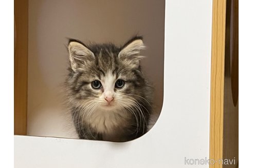 販売中の山口県のノルウェージャンフォレストキャット-102597の3枚目
