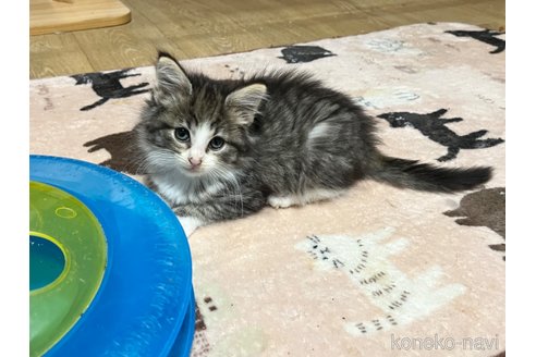 販売中の山口県のノルウェージャンフォレストキャット-102597の4枚目