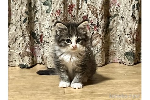 販売中の山口県のノルウェージャンフォレストキャット-102597の2枚目