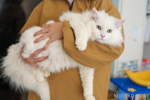 成約済の大阪府のサイベリアン-100366の4枚目