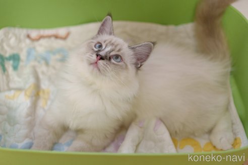 成約済の大阪府のラグドール-104066の3枚目