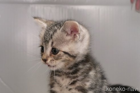 成約済の埼玉県のアメリカンショートヘア-102242の5枚目