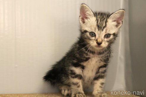 成約済の埼玉県のアメリカンショートヘア-102344の5枚目