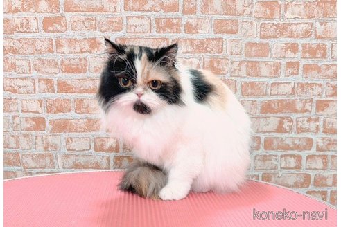 おこめちゃん1枚目