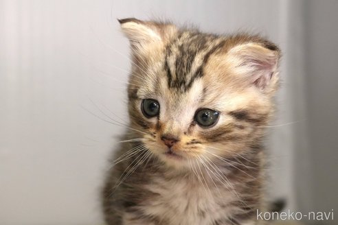 成約済の埼玉県のアメリカンショートヘア-103154の10枚目