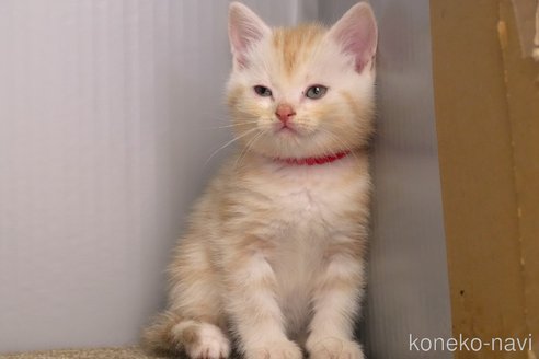 成約済の埼玉県のアメリカンショートヘア-102346の3枚目