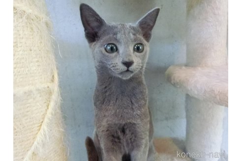 成約済の兵庫県のロシアンブルー-97676の2枚目