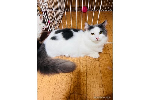 販売中の大阪府のマンチカン(短足)-90881の7枚目