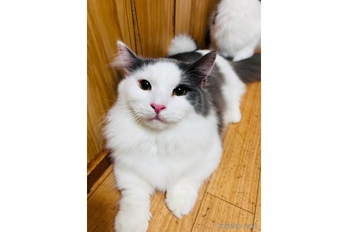 販売中の大阪府のマンチカン(短足)-90881の9枚目