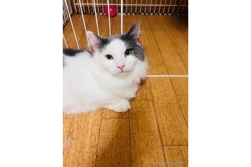 販売中の大阪府のマンチカン(短足)-90881の10枚目