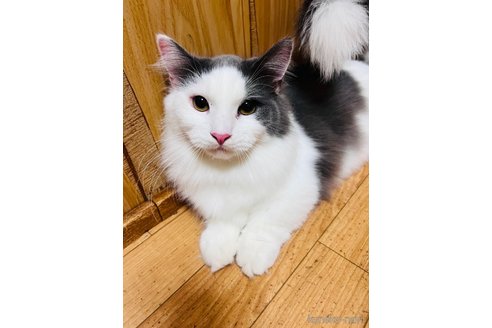 販売中の大阪府のマンチカン(短足)-90881の5枚目