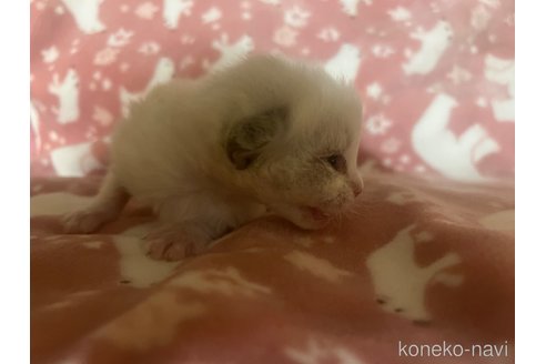 成約済の長野県のラグドール-103573の3枚目