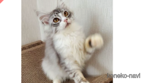 ニクスちゃん1枚目