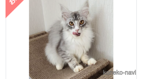 ニクスちゃん1枚目