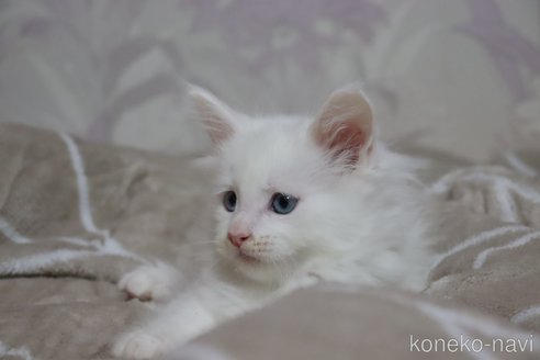 成約済の千葉県のメインクーン-104103の3枚目