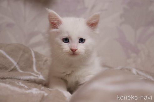 成約済の千葉県のメインクーン-104103の1枚目
