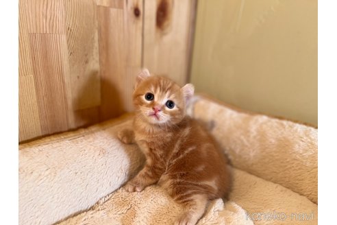 成約済の長野県のキンカロー-104117の7枚目