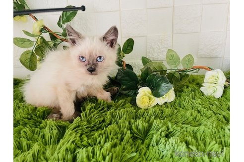 販売中の埼玉県のマンチカン-104129の4枚目