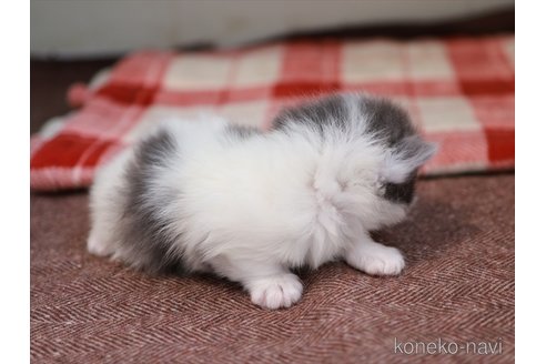 成約済の愛知県のミヌエット(短足)-104167の7枚目