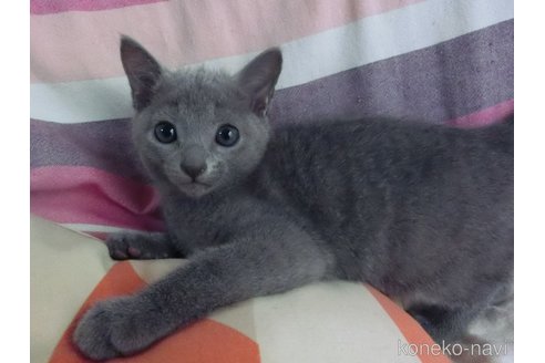 成約済の兵庫県のロシアンブルー-104182の11枚目