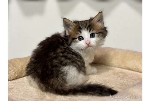 成約済の神奈川県のノルウェージャンフォレストキャット-104184の19枚目