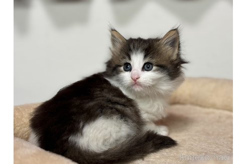 成約済の神奈川県のノルウェージャンフォレストキャット-104185の19枚目