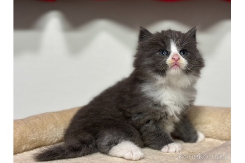 成約済の神奈川県のノルウェージャンフォレストキャット-104186の20枚目
