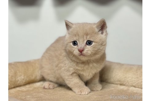 成約済の神奈川県のマンチカン-104188の25枚目