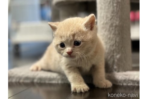 成約済の神奈川県のマンチカン-104188の24枚目
