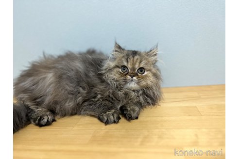 成約済の群馬県のミヌエット-98149の13枚目