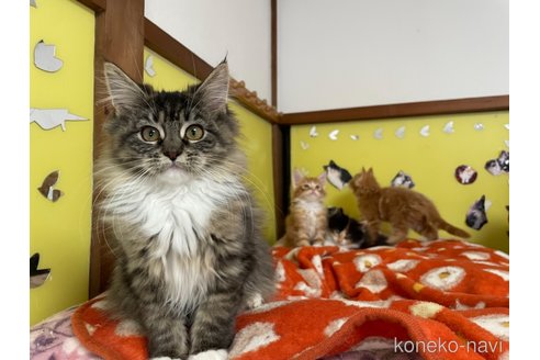 成約済の京都府のメインクーン-104192の3枚目