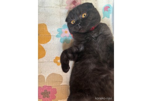 成約済の千葉県のスコティッシュフォールド(折れ耳)-90151の3枚目