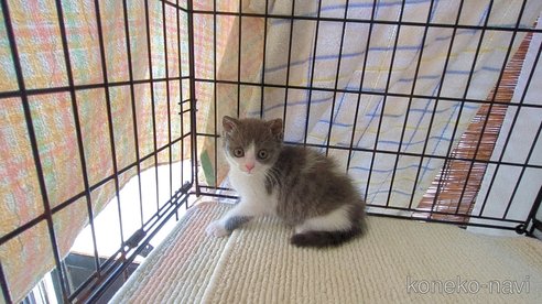 成約済の茨城県のブリティッシュショートヘア-100784の3枚目