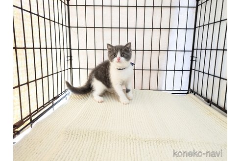 成約済の茨城県のブリティッシュショートヘア-102306の3枚目