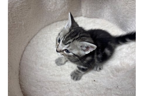 成約済の千葉県のアメリカンショートヘア-104207の6枚目