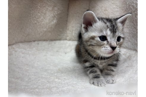 成約済の千葉県のアメリカンショートヘア-104209の10枚目