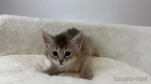 齋木宗幸ブリーダーのソマリの子猫